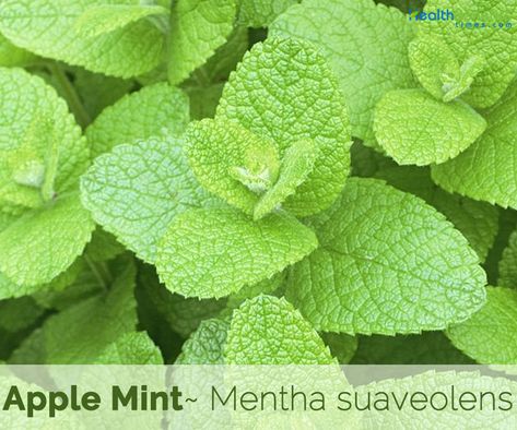 Apple Mint Plant, Apple Mint Recipes, Mint Tea Benefits, Mint Benefits, Seed Swap, Herbs Medicine, Medicinal Weeds, Mint Plant, Mint Herb