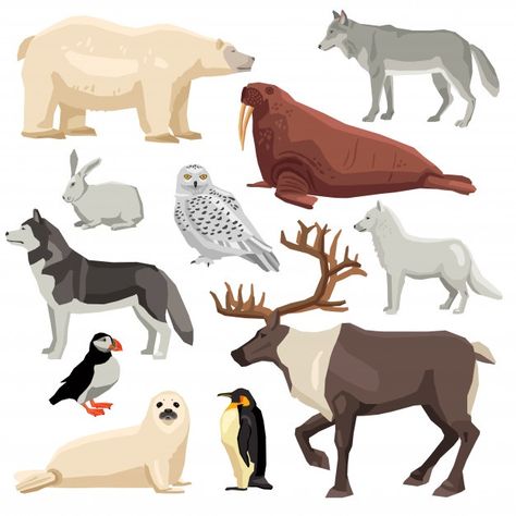 Polar Activities, Bear Vector, Playing Cards Art, Polar Animals, Animal Illustration Art, Animals And Birds, Arctic Animals, Ocean Animals, Cartoon Clip Art