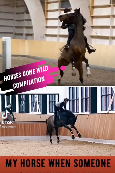 Horses gone wild is a funny horse video compilation or horses doing what they do best. Funny Horses Videos, Horse Fails, Horse Walker, Horse Video, Funny Horse Videos, Funny Horses, Horse Videos, People Videos, Funny Horse