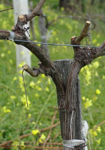 Training Vines, Grape Tree, Crete Island, Growing Gardens, Home Bar Designs, Crete Greece, Old Wood, Crete, Bird Feeders