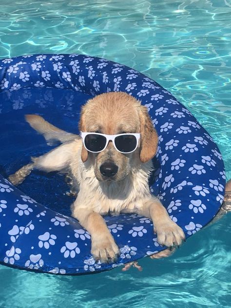 Just 21 Dogs Doin’ Themselves A Pool Float Dog Pool Floats, Pool Funny, Dog Swimming Pools, Preppy Dog, Cute Fluffy Dogs, Dog Aesthetic, Dog Pool, Dog Swimming, Dog Photoshoot