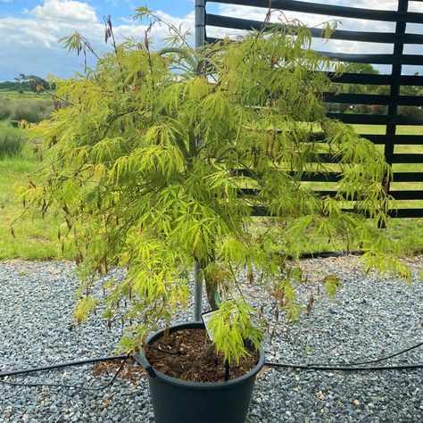 Acer palmatum 'Dissectum Flavescens' - Architectural Plants Acer Dissectum, Green Traffic Light, Architectural Plants, Acer Palmatum, Leaf Coloring, Water Well, Traffic Light, Types Of Soil, Types Of Plants