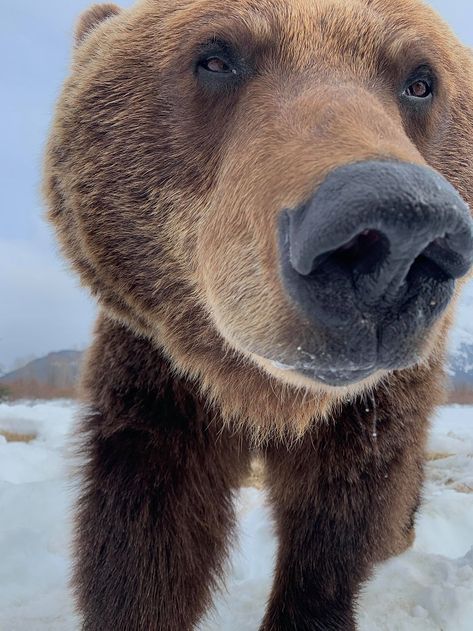 Bear Profile Picture, Cute Bears Aesthetic, Bears Astethic, Bear Astethic, Cute Bear Pictures, Brown Bear Aesthetic, Cute Bear Photo, Funny Bears Pictures, Brown Bear Astethic