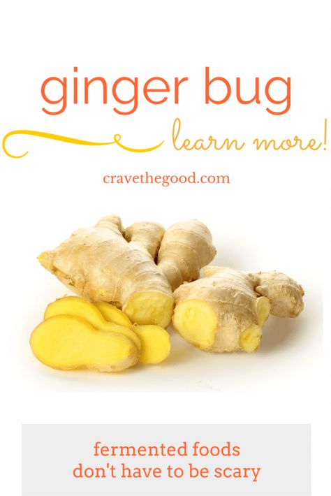 A Ginger Bug: what it is, how it's made, and why it's good for you! -- Think healthy soda pop! -| cravethegood.com Ginger Bug, Ginger Rhizome, Health Benefits Of Ginger, Ginger Plant, Onion Juice, Ginger Benefits, Ginger Root, Natural Home Remedies, Fresh Ginger