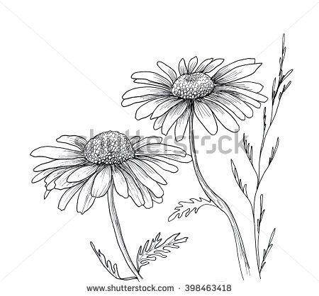 Floral Linework, Daisy Flower Drawing, Hur Man Ritar Blommor, Flowers Doodles, Rudbeckia Hirta, Black Contour, Clipart Flowers, Drawing Doodles, Painting Practice