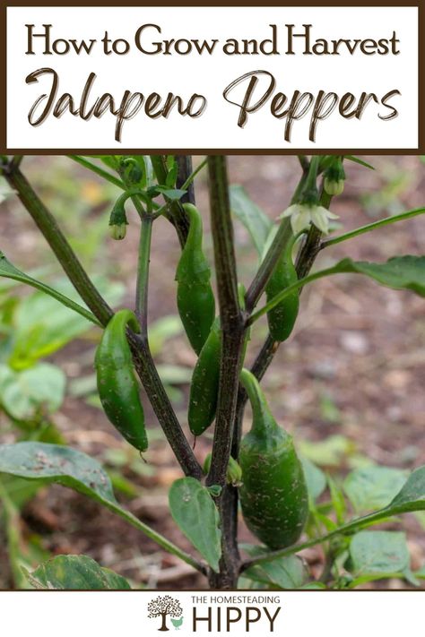 Jalapeno peppers are my persona favorite peppers, and easy to grow and take care of. here's everything you need to know. #jalapeno #peppers Growing Jalapenos, Jalapeno Plant, Canning Garden, Gardening In Containers, Types Of Peppers, Growing Peppers, Jalapeno Peppers, Serrano Pepper, Indoor Herb