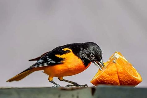 Diy Baltimore Oriole Feeder, Oriole Nectar Recipe, Diy Oriole Feeder, Oriole Bird Feeders Diy, Orioles Birds, Oriole Bird Feeders, Baltimore Orioles Birds, Bird Eating, Backyard Birds Watching