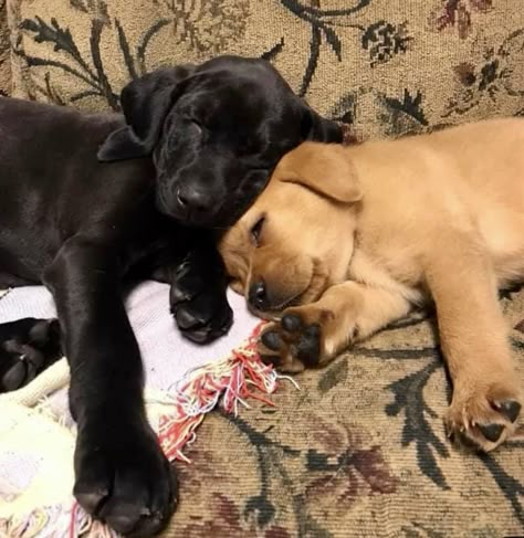 Two Dogs In Love, Lab Retriever, Yellow Labs, Cute Doggos, Adorable Baby Animals, Funny Cute Animals, Me And My Bestie, 2 Dogs, Cute Dog Photos