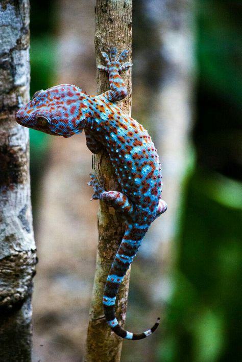 Satanic Leaf Tailed Gecko, Bangkok Trip, Cute Gecko, Amazing Frog, Tiny Creatures, Reptile Room, Cute Image, Thai Cooking, Cute Reptiles