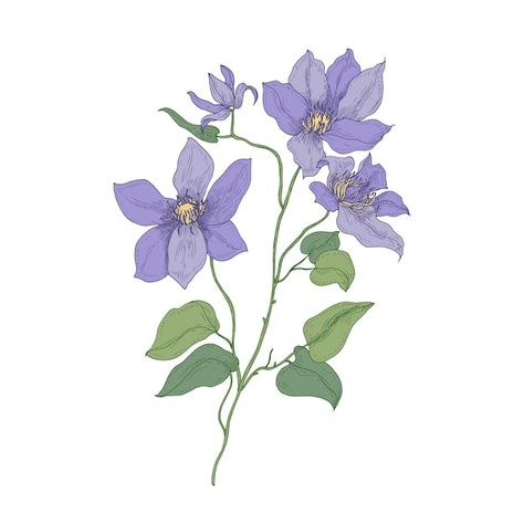 Clematis or traveller's joy purple bloom... | Premium Vector #Freepik #vector #wild-flowers #botany #botanical-garden #botanical-flowers Clematis Drawing, Math Design, Clematis Flower, Botanical Theme, Flower Drawings, Watercolor Ideas, Blooming Flowers, Clematis, Leg Tattoos