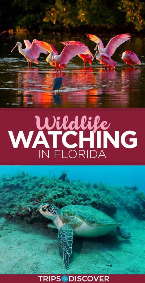 Places To Visit In Florida, Florida Nature, Things To Do In Florida, Flamingos In Florida, Swim With Dolphins Florida, Homosassa Springs Florida, Florida Tourism, Florida Wildlife, Florida Vacation Spots