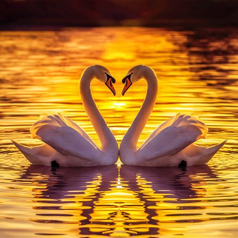 ✅ A breathtaking photograph of two elegant swans gracefully gliding in a peaceful lake. The swans are positioned face-to-face, their necks forming a heart shape, creating an enchanting and romantic atmosphere. The golden sunset casts a warm, vibrant glow on the serene water, reflecting the rich hues of the sky. The tranquil atmosphere is further enhanced by the rippling water and the soft silhouette of the swans against the setting sun. This captivating image captures the essence of beauty, h... Swan Reference Photo, Swans Making A Heart, Love In Nature, Two Swans, Swan Love, Gold Swan, Beautiful Swan, Golden Sunset, The Setting Sun