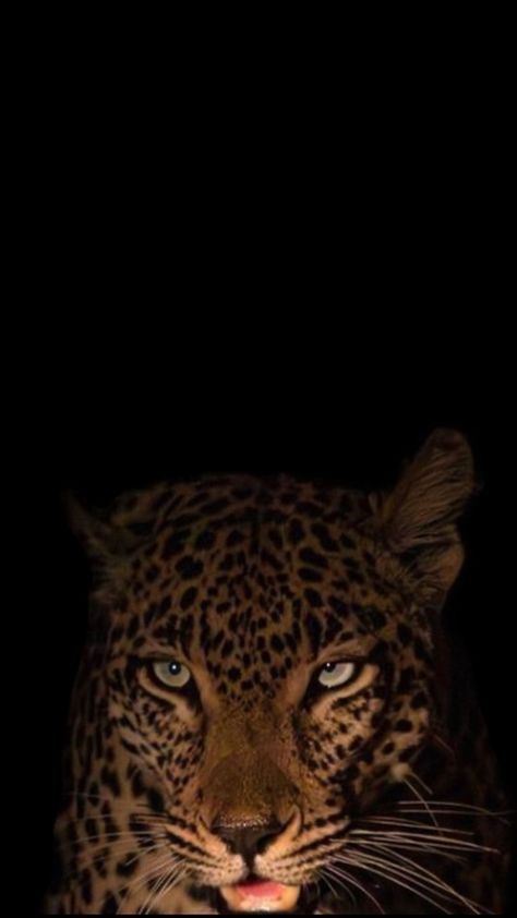 #leo Academia Aesthetic Outfit Men, 2k Wallpaper, Wild Animals Photography, Al Qur'an Aesthetic, Conceptual Photo, Phone Wallpaper Boho, Jaguar Print, Selfie Poses Instagram, Cute Simple Wallpapers