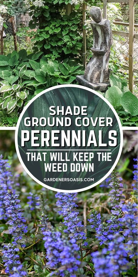 Ground Cover Plants For Shade (Perennials That Keep Weeds Down) Shady Landscaping, Shade Loving Shrubs, Perennials Flowers, Perennial Ground Cover, Flowering Perennials, Shade Garden Design, Plants For Shade, Woodland Gardens, Shade Garden Plants