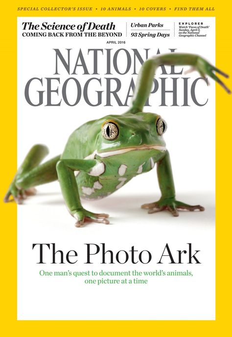 One of ten covers, featuring the waxy monkey tree frog. Animal Magazine Cover, Tabloid Design, National Geographic Cover, National Geographic Animals, Animal Magazines, Bow Inspiration, Magazine Front Cover, Ugly Animals, Moving Photos