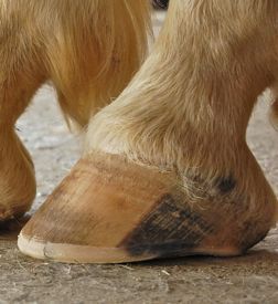 The Natural Trim: The Solution For Healthy Horse Hoof Care Horse Senior Pictures, Horse Nutrition, Horse Farm Ideas, Haflinger Horse, Horse Hoof, Healthy Horses, Horse Care Tips, Hoof Care, Horse Anatomy