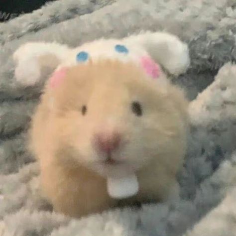 A Hamster