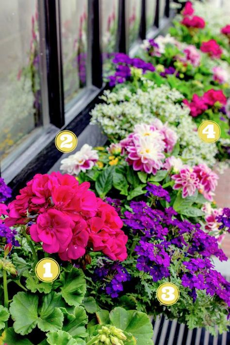 14 Simply Stunning Summer Window Boxes | HGTV Garden 101, Dahlia Care, Sun Window, Window Exterior, Window Box Plants, Window Planter, Pot Flowers, Outdoor Makeover, Balcony Planters