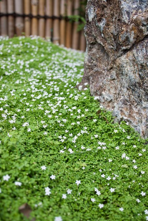 A true carpeting ground cover: Pratia pedunculata – Mallee Design Portulaca Ground Cover, Star Jasmine Ground Cover Front Yards, Australian Native Ground Cover, Observatory House, Jasmine Ground Cover, Irish Moss Ground Cover, Barbie Garden, Groundcover Plants, Forest Project