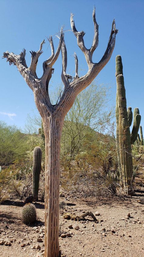 Cactus Skeleton, Cactus Water, Saguaro Cactus, Cactus Art, Water Fountains, Western Art, Cacti And Succulents, Water Fountain, I Saw