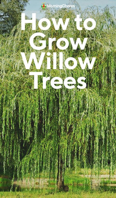 Tri Color Willow Tree, Wiping Willow Tree, Wipping Willow Trees, Black Willow Tree, Types Of Willow Trees, Willow Tree Backyard, Weeping Willow Tree Landscape, Willow Tree Landscape, Willow Trees Garden