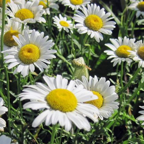 Clevedon Hall, Ox Eye Daisy, Oxeye Daisy, Plant Reference, Witches Garden, Tattoo 2023, English Flowers, Shasta Daisies, Sunflowers And Daisies