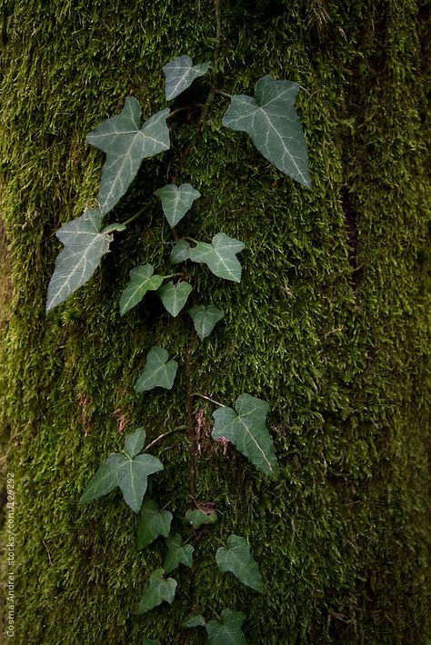 Poison Ivy Plant Aesthetic, Posion Ivy Plant, Ivy Plant Aesthetic, Poison Ivy Aesthetic, Ivy Core, Poison Ivy Plant, Indoor Ivy, Ivy Aesthetic, Moss Aesthetic