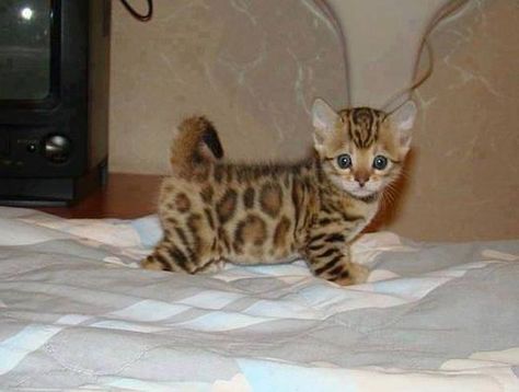 Cute Asian leopard cat Gay Family, Leopard Kitten, Asian Leopard Cat, Cat Napping, Bengal Kitten, Leopard Cat, Bengal Cat, Cute Kittens, Pretty Cats