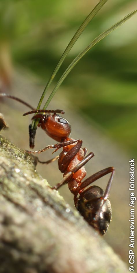 Ant Anatomy, Ant Bites, Macro Photography Tips, Ant Farms, Animal Anatomy, Arthropods, Ohio State University, Bugs And Insects, Fun Science