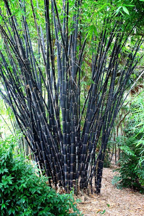 Tropical Black Bamboo Gigantochloa Atroviolacea - Etsy Canada Bamboo Species, Clumping Bamboo, Bamboo Seeds, Growing Bamboo, Bamboo Trees, Goth Garden, Privacy Plants, Bamboo Garden, Bamboo Tree