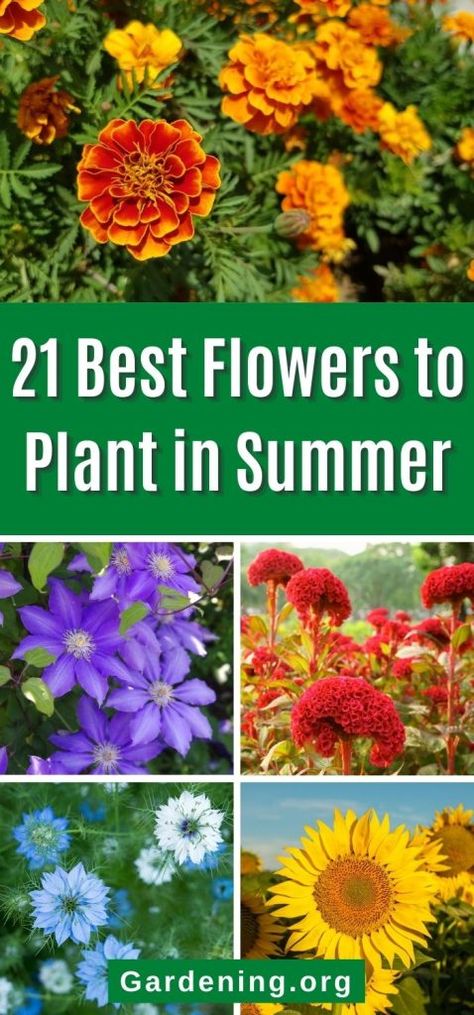 Flowers To Plant In Summer, Summer Blooming Flowers, Christmas Tree Flowers, Flowers To Plant, August Flowers, Late Summer Flowers, Country Christmas Trees, July Flowers, Summer Flowers Garden