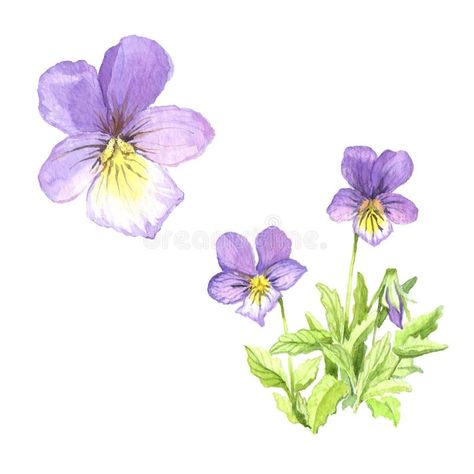 A bouquet of violets. The Bush around Violets. Watercolor illustration , #Sponsored, #Bush, #violets, #bouquet, #illustration, #Watercolor #ad Viola Flower Drawing, Drawing Violets, Watercolour Violets, Violets Drawing, Violets Bouquet, Violet Drawing, Watercolor Violets, Violet Illustration, Violets Flower