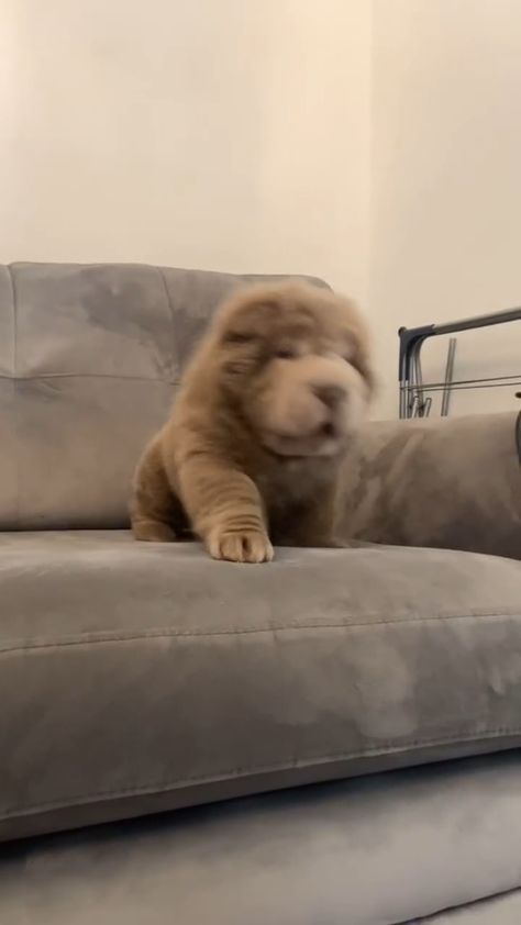 Sharpei Puppies, Sharpei Dogs, Shar Pei Puppy, Sharpei Dog, Dog Videos Funny, Potato Dog, Shar Pei Puppies, Dogs And Babies, Shar Pei Dog