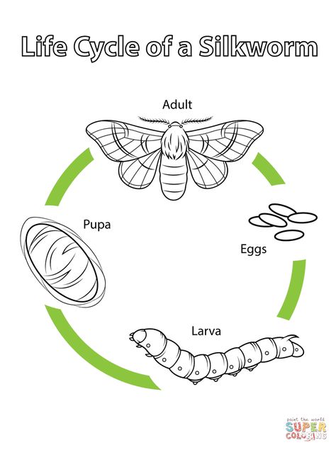 Silkworm Life Cycle, Moth Life Cycle, Coloring Page Free Printable, 2nd Grade Worksheets, Sequencing Activities, Butterfly Life Cycle, Plant Life Cycle, Author Studies, Animal Activities