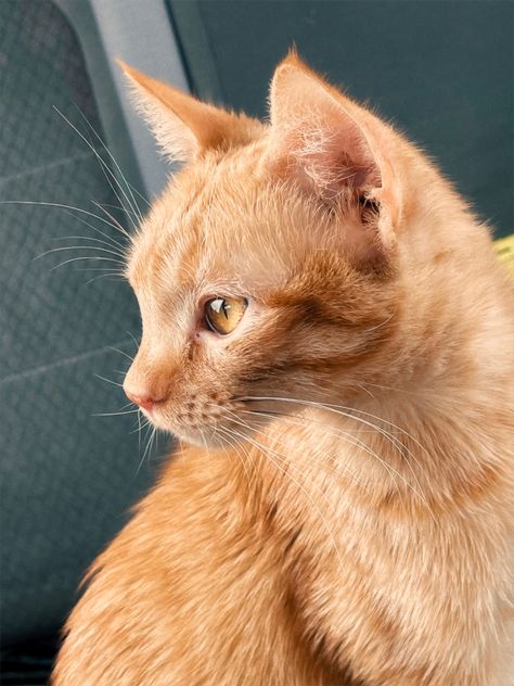 Orange cat, tabby cat, cat, cats, orange tabby, orange tabby cat, yellow eyes, cute, aesthetic, cat photography, fanta, Tabby Orange Cat, White Tabby Cat, Yellow Cats, Cats Orange, Feline Anatomy, Cat Tabby, Orange Tabby Long Hair, Orange And White Long Haired Cat, Orange Cat With Brown Eyes