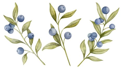 Set of Blueberry branches. Hand drawn watercolor illustration of Blue Berry fruits and green leaves on white isolated background. Drawing of Bilberry. Sketch of huckleberry or blackberry for clipart Huckleberry Illustration, Blueberry Branch Drawing, Berries Drawing Simple, Berry Bush Drawing, Huckleberry Drawing, Blueberry Sketch, Berries Drawing, Blueberry Drawing, Berry Drawing