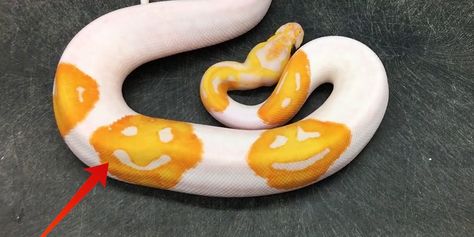 Emoji snake born after 8 years of selective breeding. The patterns are caused by recessive mutations that do occur naturally, but it is extremely unlikely to happen in the wild. Ball Python Pet, Python Royal, Colorful Snakes, Pretty Snakes, Reptile Room, Ball Python Morphs, Cobra Snake, Cute Reptiles, Python Snake