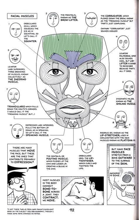 Facial Muscles Anatomy The Face, Facial Muscle Anatomy, Facial Muscles Anatomy Drawing, Botox Anatomy, Esthetician Anatomy, Anatomy Of The Face, Face Muscles Anatomy Drawings, Facial Anatomy For Injectors, Face Muscles