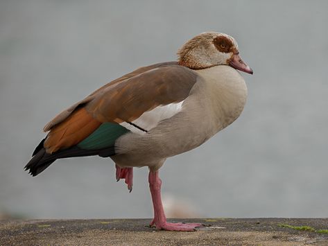 Egyptian Goose, African Birds, British Birds, In Pairs, Dark Eyes, In Flight, Taxidermy, Water Park, Beautiful Birds