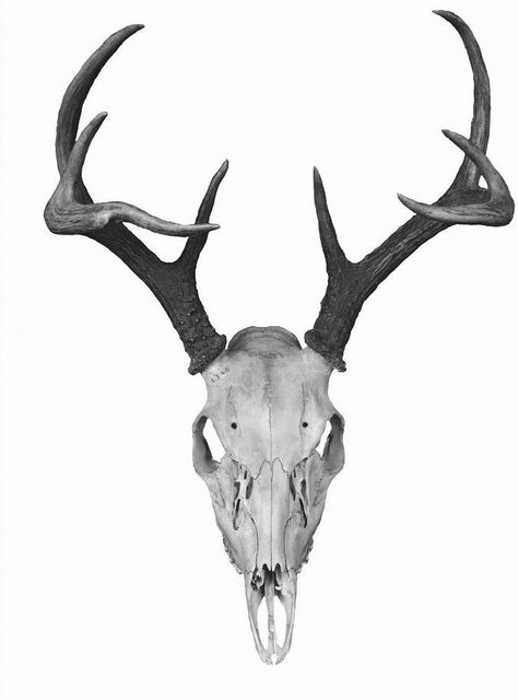 Horns Deer Skull Photography, Deer Skull Drawing, Animal Skull Photo, White Tail Deer Skull, Horned Animal Skull, Skull Animal, Deer Skull Tattoos, Roe Deer Skull, Monster With Deer Skull