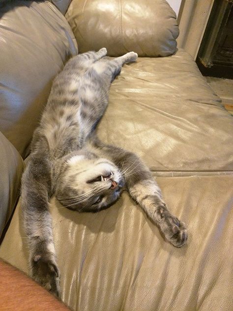 Cat Sleeping Funny, Funny Cat Sleeping, Cats Sleeping Funny, Sleeping On Back, Cat Silly, Sleep Meme, Funny Sleep, Silly Pics, Cats Sleeping