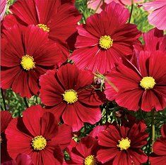 Red Cosmos, Cosmos Bipinnatus, Aster Flower, Cosmos Flowers, Seed Catalogs, Plant Spacing, How To Attract Birds, Annual Flowers, Seed Company