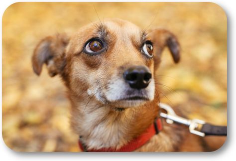 Keep your dog safe on your walk. Dog Scared, Scared Dog, Leash Training, Dog Safety, Stressful Situations, Dog Activities, Obedience Training, Positive Reinforcement, Dog Park