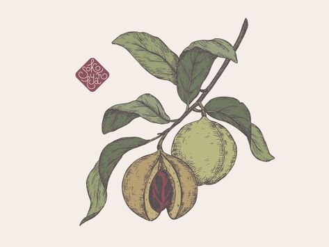 Nutmeg botanical illustration by Maryna Sokolyan on Dribbble Nutmeg Tattoo, Ylang Ylang Illustration, Nutmeg Illustration, Nutmeg Plant, Plant Tattoo, Learning Design, Plant Illustration, Tattoo Inspo, Ylang Ylang