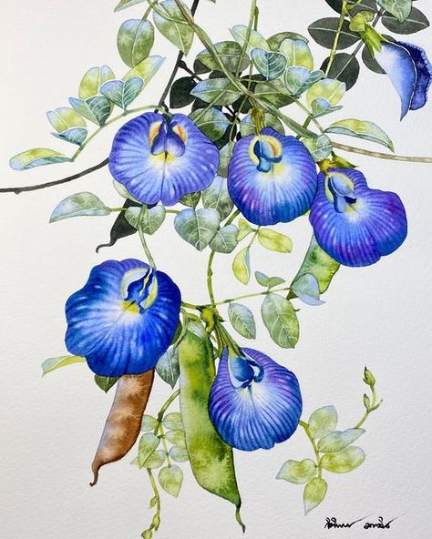 Butterfly Pea Flowers, Draw Painting, Kerala Mural Painting, Lighthouse Painting, 3d Art Drawing, Butterfly Pea, Watercolor Paintings Easy, Canvas Painting Designs, Watercolor Painting Techniques