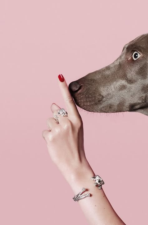 Dog Fever, Regard Animal, Creative Jewelry Photography, Jewelry Photography Styling, Dog Photoshoot, Jewelry Editorial, Jewellery Photography, Jewelry Photoshoot, Dog Jewelry