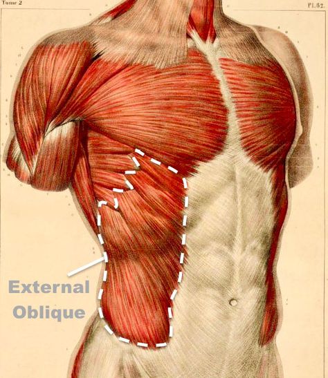 Oblique Muscle Injury How To Draw Obliques, How To Shade Muscles, Muscle Study, Oblique Anatomy, Pec Muscles, Stomach Muscles Anatomy, Core Muscles Anatomy, Ab Muscles, Chest Muscles Anatomy