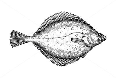 Flounder Fish Drawing, Flounder Illustration, Flounder Drawing, Flounder Tattoo, Coral Reef Drawing, Fishing Tattoos, Hook Tattoo, Flounder Fish, Fishing Hook Tattoo