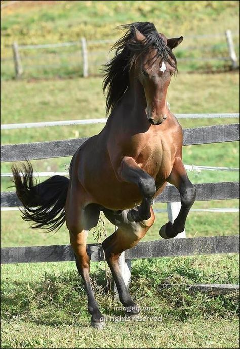 Horse Reference Poses, Drawing Reference Poses Animals, Horses Reference Photos, Horse Photo Reference, Horse Rearing Reference, Horse Running Front View, Horse Facing Forward, Horse Standing Up, Horse Dynamic Pose