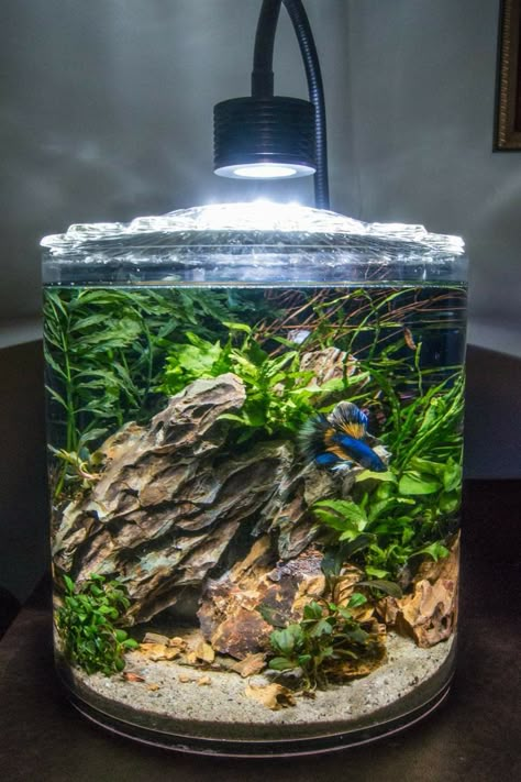 Desktop Fish Tank, Black Water Betta Tank, 5 Gallon Planted Betta Tank, Betta Setup, Cylinder Fish Tank, Betta Aquarium Ideas, Betta Fish Tank Setup, Betta Tank Ideas, Planted Betta Tank